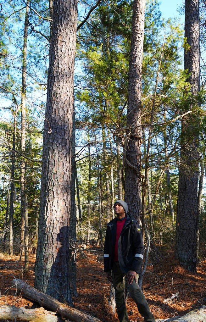 Man standing looking up at trees with his shadow cast on the trees